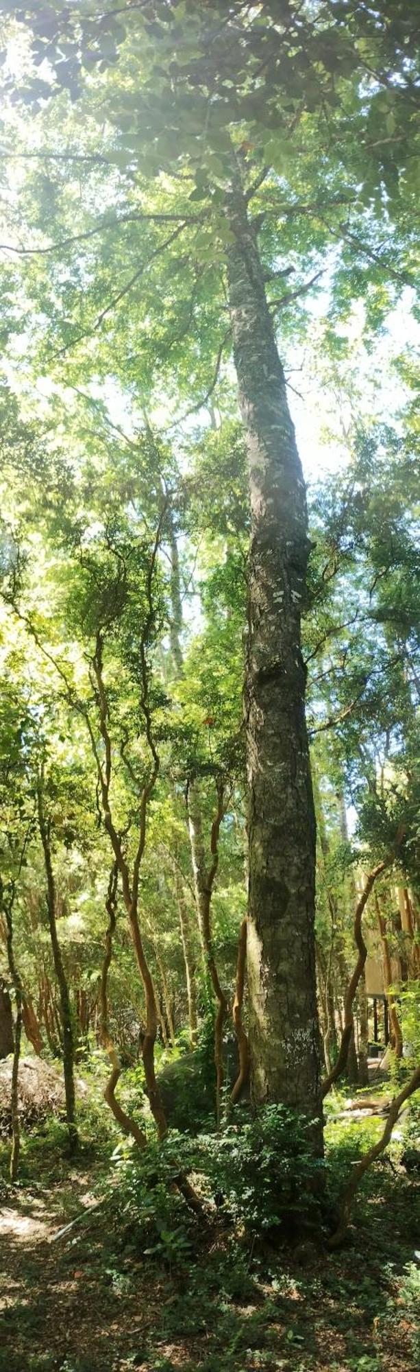 Casa de férias Tree Molco Villarrica